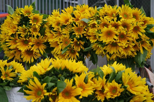 Dịu dàng hoa Hà Nội