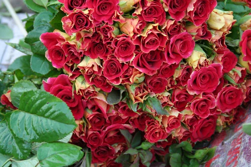 Dịu dàng hoa Hà Nội