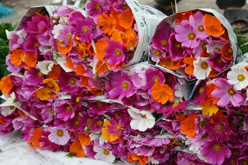 Dịu dàng hoa Hà Nội