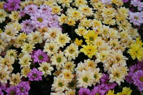 Dịu dàng hoa Hà Nội