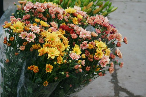 Dịu dàng hoa Hà Nội