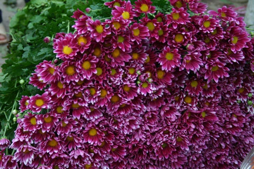 Dịu dàng hoa Hà Nội