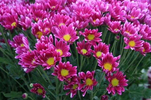 Dịu dàng hoa Hà Nội