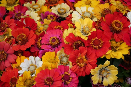 Dịu dàng hoa Hà Nội