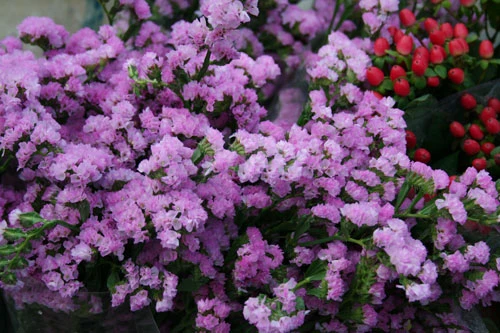 Dịu dàng hoa Hà Nội