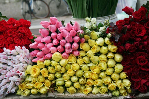 Dịu dàng hoa Hà Nội
