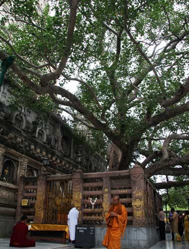 Phật tử khắp thế giới thường xuyên hành hương chiêm bái Bồ đề Đạo tràng Dưới cội Bề đề linh thiêng - theo tương truyền là nơi Đức Phật thành đạo Hàng ngày có hàng ngàn người từ khắp nơi trên thế giới trở về thăm viếng, đảnh lễ và cúng dường tại Bồ đề Đạo tràng. Phật tử khắp thế giới thường xuyên hành hương chiêm bái Bồ đề Đạo tràng Dưới cội Bề đề linh thiêng - theo tương truyền là nơi Đức Phật thành đạo Hàng ngày có hàng ngàn người từ khắp nơi trên thế giới trở về thăm viếng, đảnh lễ và cúng dường tại Bồ đề Đạo tràng.