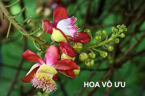 Vô ưu ảnh 2