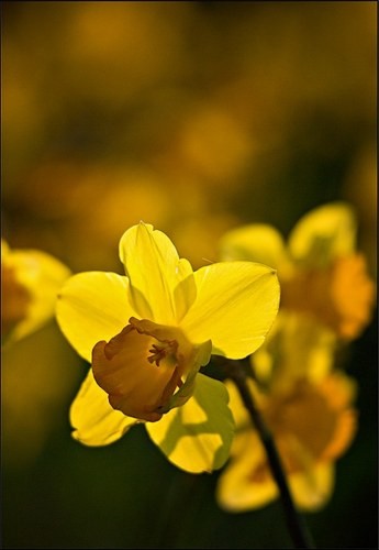 Xin lỗi chính mình ảnh 2