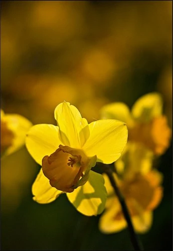 Xin lỗi chính mình ảnh 2