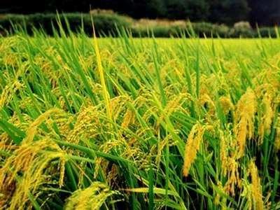 Hương quê ảnh 1