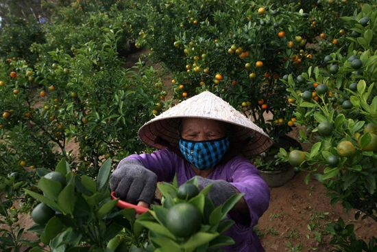 Lạc vào vương quốc hoa Hội An ảnh 2