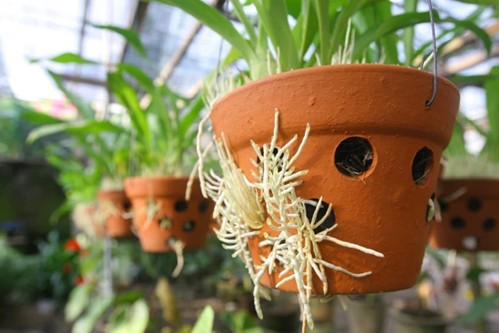 Lạc vào vương quốc hoa Hội An ảnh 3