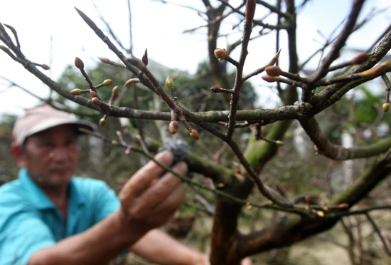 Lạc vào vương quốc hoa Hội An ảnh 4