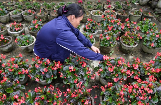 Lạc vào vương quốc hoa Hội An ảnh 7 Lạc vào vương quốc hoa Hội An ảnh 7