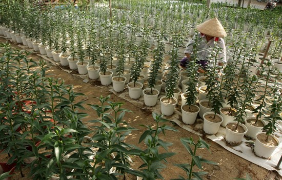 Lạc vào vương quốc hoa Hội An ảnh 10