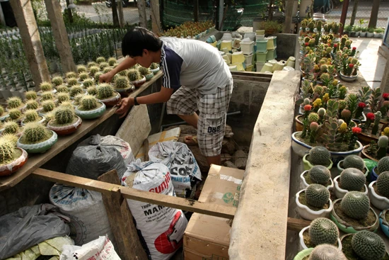 Lạc vào vương quốc hoa Hội An ảnh 11