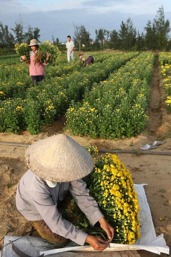 Lạc vào vương quốc hoa Hội An ảnh 12