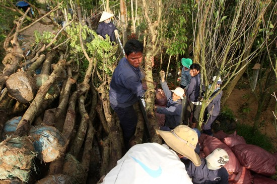 Lạc vào vương quốc hoa Hội An ảnh 14 Lạc vào vương quốc hoa Hội An ảnh 14