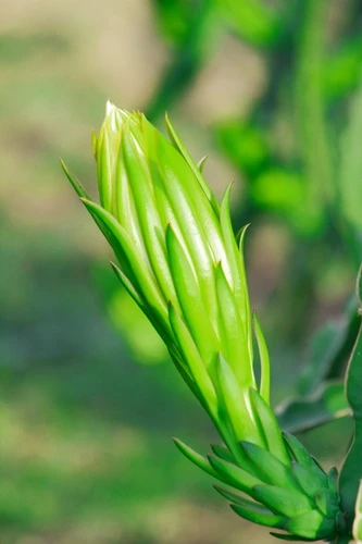 Sắc xuân trên những vườn Thanh Long Bình Thuận ảnh 6