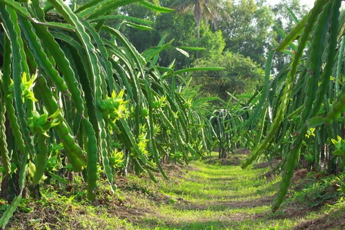 Sắc xuân trên những vườn Thanh Long Bình Thuận ảnh 1