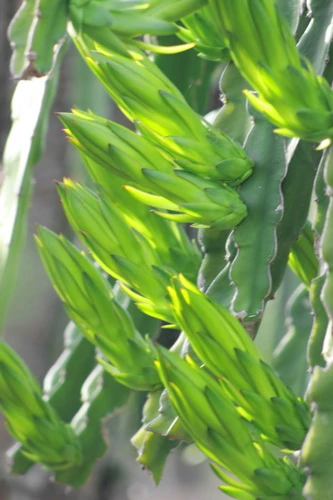 Sắc xuân trên những vườn Thanh Long Bình Thuận ảnh 5