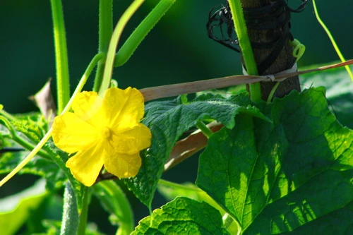 Sắc xuân trên những vườn Thanh Long Bình Thuận ảnh 10