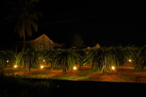 Sắc xuân trên những vườn Thanh Long Bình Thuận ảnh 14