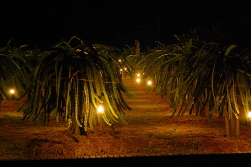 Sắc xuân trên những vườn Thanh Long Bình Thuận ảnh 13