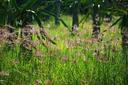 Sắc xuân trên những vườn Thanh Long Bình Thuận ảnh 12