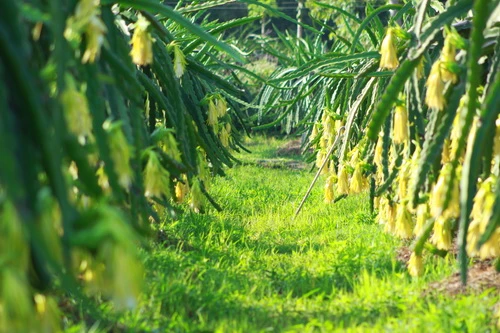 Sắc xuân trên những vườn Thanh Long Bình Thuận ảnh 2