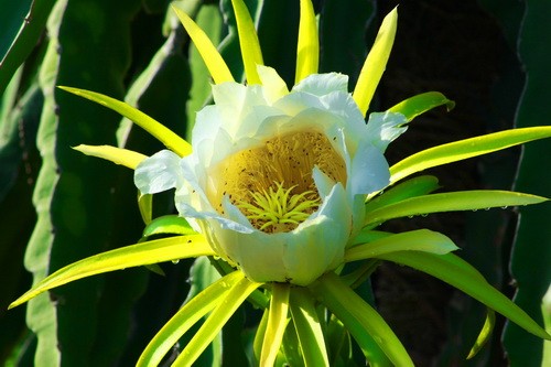Sắc xuân trên những vườn Thanh Long Bình Thuận ảnh 3 Sắc xuân trên những vườn Thanh Long Bình Thuận ảnh 3