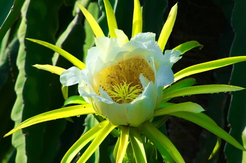 Sắc xuân trên những vườn Thanh Long Bình Thuận ảnh 3