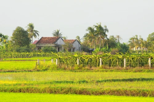 Sắc xuân trên những vườn Thanh Long Bình Thuận ảnh 9