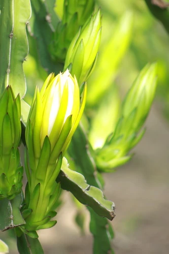 Sắc xuân trên những vườn Thanh Long Bình Thuận ảnh 4