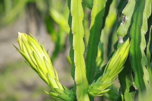 Sắc xuân trên những vườn Thanh Long Bình Thuận ảnh 8