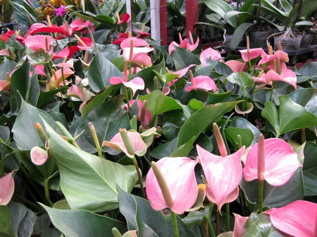 Càng gần Tết, chậu hoa cây cảnh càng lên giá.