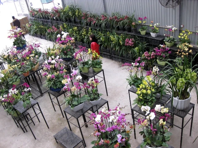 Hoa lan phong phú, đa dạng về chủng loại và màu sắc đã được bày bán.