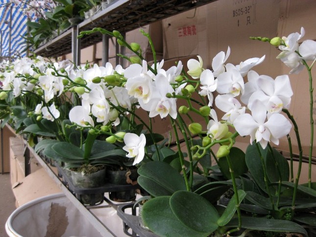Một giỏ lan nhỏ có giá 150.000 đồng Một giỏ lan nhỏ có giá 150.000 đồng