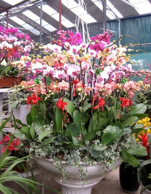 Chậu lan lớn khoảng 20 - 30 triệu đồng. Chậu lan lớn khoảng 20 - 30 triệu đồng.