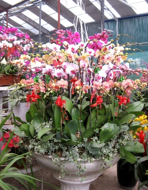 Chậu lan lớn khoảng 20 - 30 triệu đồng.