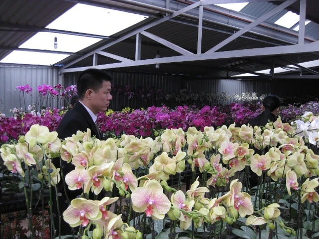 Khách hàng đã rục rịch chơi hoa Tết