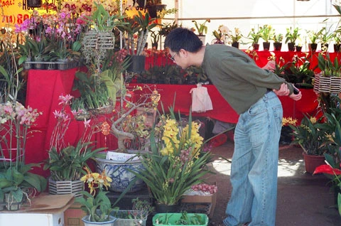 Một vị khách chăm chú xem hoa và cây cảnh. Chợ hoa Tết kéo dài từ ngày 15/1 và kết thúc trước đêm 2/2 (30 Tết).