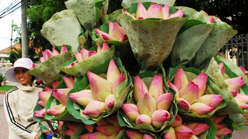 Hoa sen đang là “ứng viên” nặng ký nhất của quốc hoa Việt Nam - Ảnh: Hoàng Thạch Vân