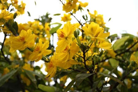 Mai vàng ngày Tết. Ảnh: Thiên Chương. Mai vàng ngày Tết. Ảnh: Thiên Chương.