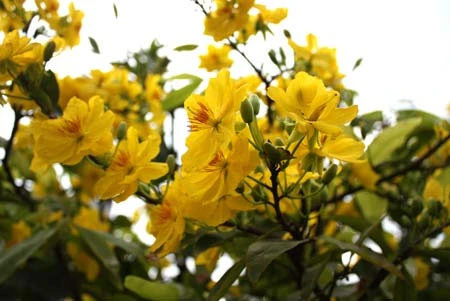 Mai vàng ngày Tết. Ảnh: Thiên Chương.