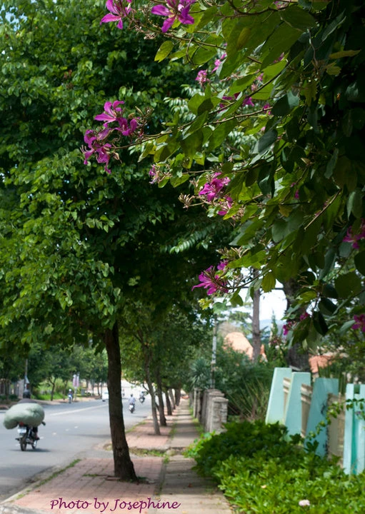 Ngắm muôn hoa Đà Lạt chào năm mới ảnh 6