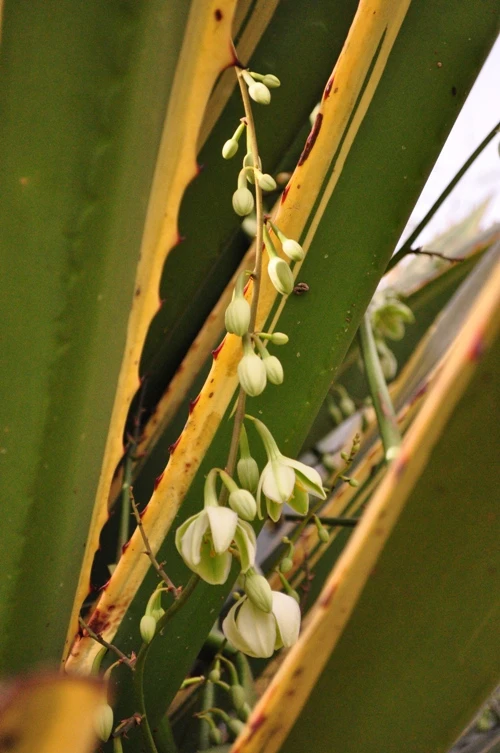 Ngắm muôn hoa Đà Lạt chào năm mới ảnh 14