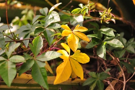 Ngắm muôn hoa Đà Lạt chào năm mới ảnh 9