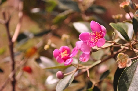 Ngắm muôn hoa Đà Lạt chào năm mới ảnh 2